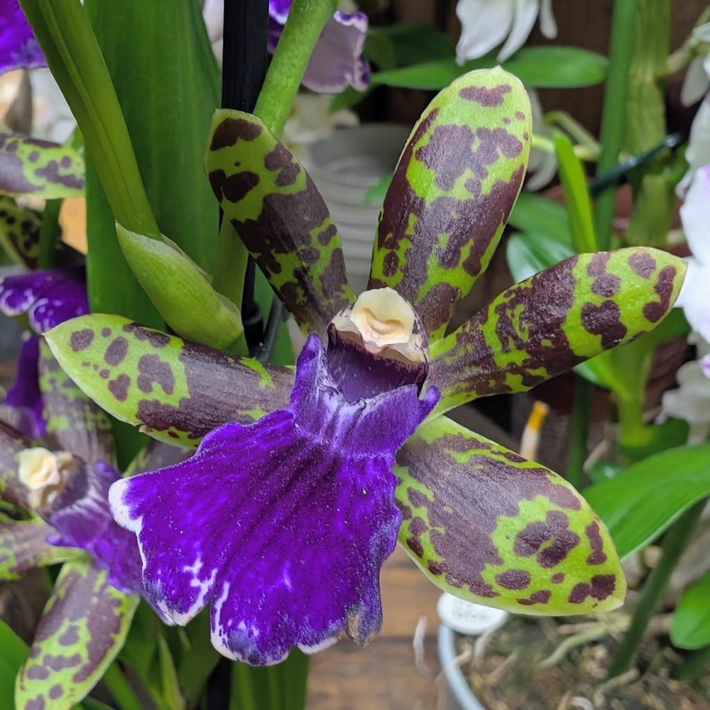 Bouquet floral poétique inspiré par les saisons