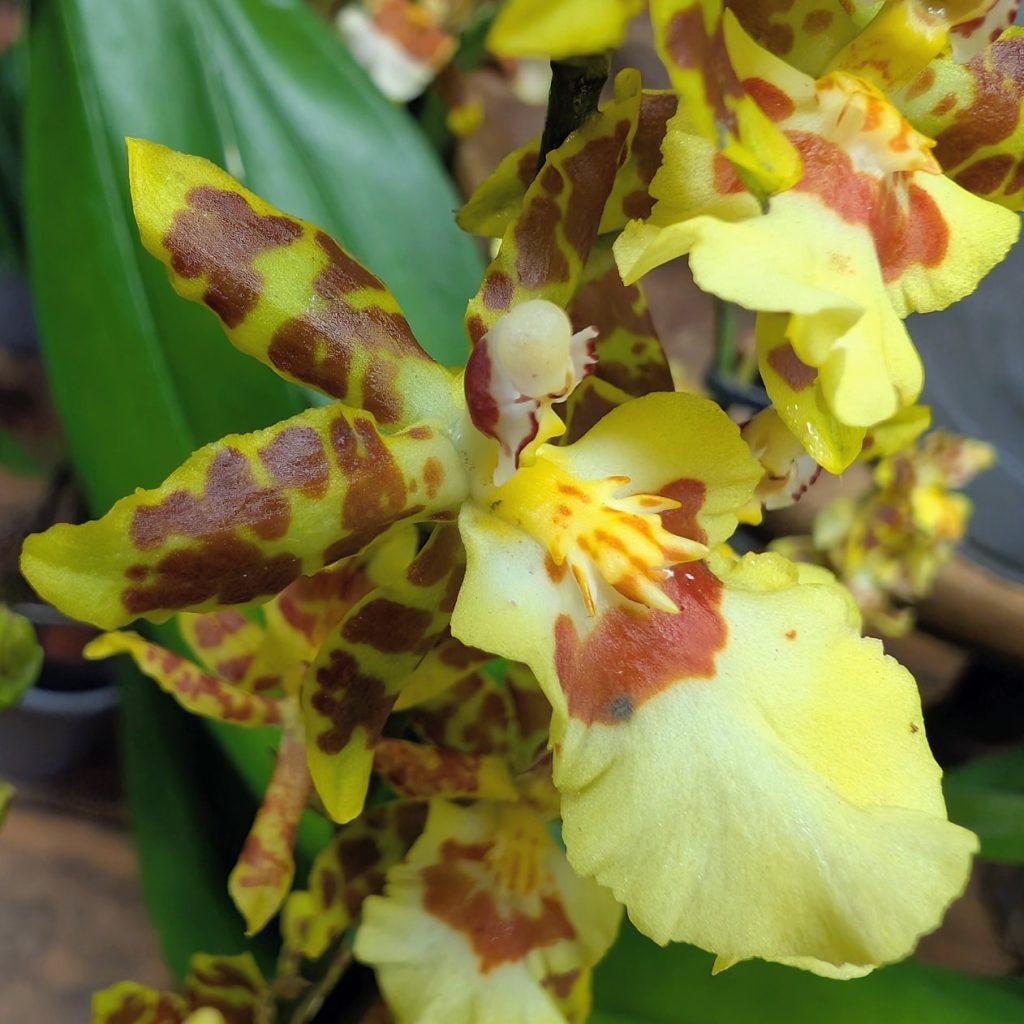 Détail de feuillage et fleurs naturelles soigneusement assemblés